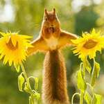image for PsBattle: Squirrel balancing on two sunflowers