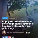 image for UPDATE: The puppy that was stolen has been returned home safely.