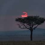 image for Kenyan bush sunset (OC) 3650 x 2860