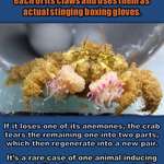 image for Boxer crab floats like a butterfly, stings like an anemone.