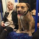 image for Ridiculously massive doggo spotted on the underground