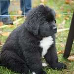 image for Newfoundland pup is a unit!