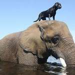 image for Bubbles,a 32 year old orphaned African elephant, plays in the river with his best friend Bella, a 3 year old Labrador.