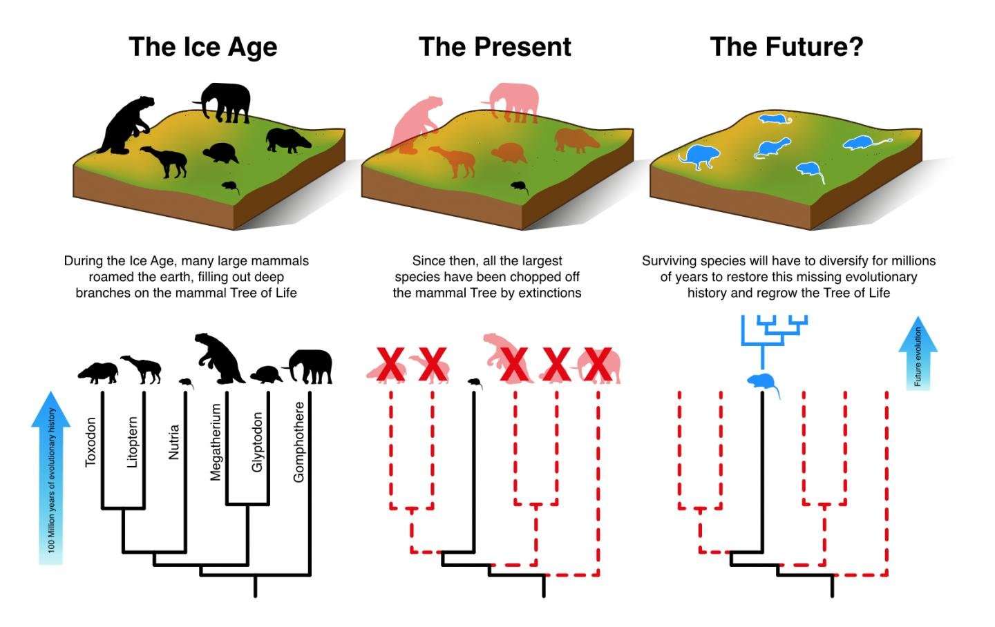 image for Mammals cannot evolve fast enough to escape current extinction crisis