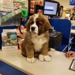 image for This 12 week old St. Bernard