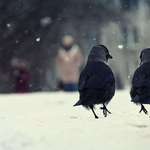 image for PsBattle: Ravens Walk