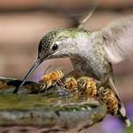 image for Hummingbird and bees gather for a quick drink.