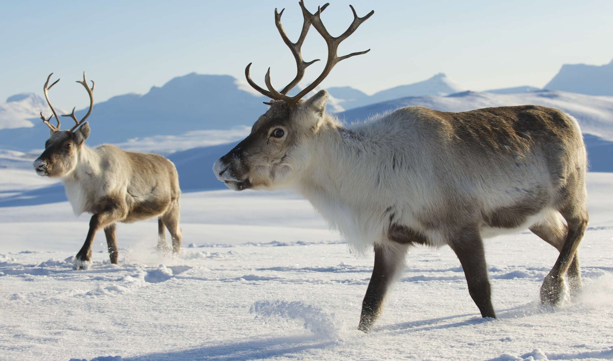 image for 11 Reindeer Facts to Share This Winter