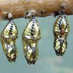 image for These chrysalises are pretty damn metal if you ask me