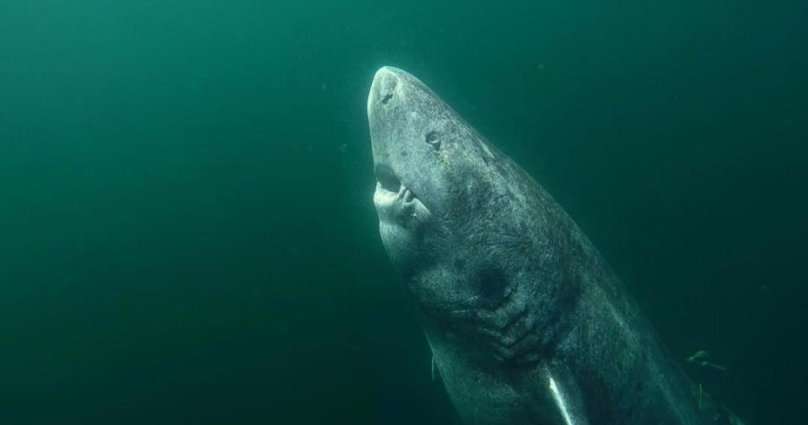 image for This 512-Year-Old GreenLand Shark Is The Oldest Living Vertebrate On The Planet