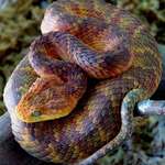 image for One of the most beautiful snakes in the world.