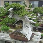 image for 150 year old bonsai