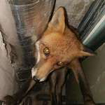 image for Nothing like finding a fox in your walls/pipes (mr. fox got help and got released)