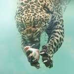image for PsBattle: This fishing leopard