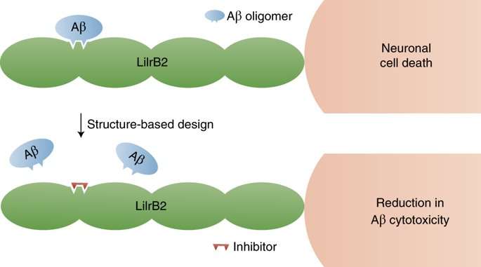 image for Inhibiting amyloid-β cytotoxicity through its interaction with the cell surface receptor LilrB2 by structure-based design