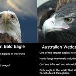 image for Australia eagle vs American eagle