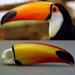 image for A toucan’s skull