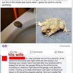 image for Man's wife has a better explanation for where this frog came from.
