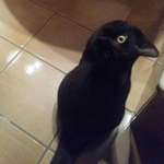 image for This picture of a crow is interesting because it’s actually a cat