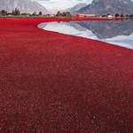 image for Cranberry harvest in Canada
