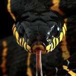 image for 🔥 The beautiful boiga dendrophila (aka Mangrove Snake) 🔥