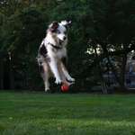 image for My dog's failed attempt at catching a ball