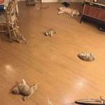 image for ReMEnaNtS OF DoGs LEfT SCaTTerEd OvEr THe FLOOR