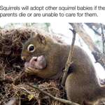 image for 🔥 Squirrel adoptions 🔥