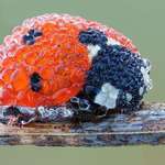 image for Ladybug covered in morning dew