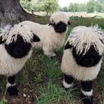 image for Making its breed world debut in New Zealand, dubbed “The Worlds Cutest Sheep”