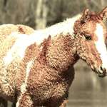 image for Curly-haired horse