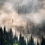 image for Low lying morning fog creating an eerie scene at Mt. Rainier National Park [1333x2000][OC]