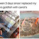 image for Carrotfish, may I say?