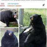 image for This bear..