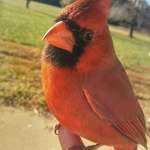 image for I held a wild cardinal today, and managed to even take pictures with it!