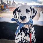 image for Wiley the Dalmatian has a heart shaped nose