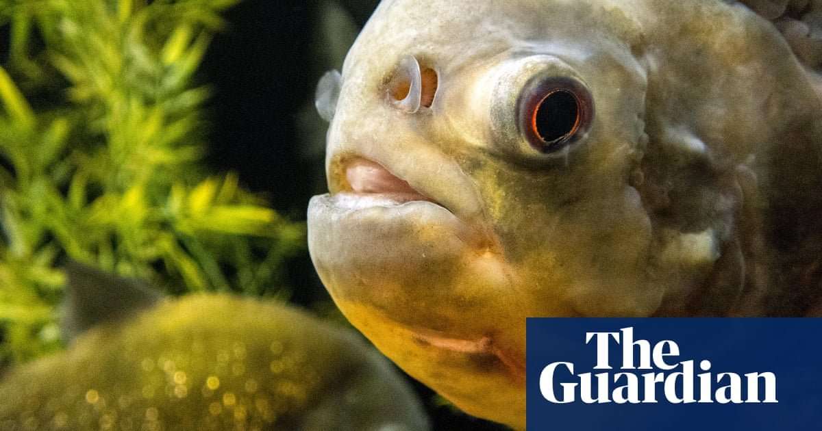 image for 'Sad surprise': Amazon fish contaminated by plastic particles