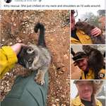 image for Firefighter rescued a cat from wildfire in Paradise, Califormia