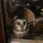 image for My mom found a baby owl on the porch behind the firewood