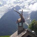 image for PsBattle: Ibex on a chimney