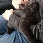 image for He was purring the entire ride home.