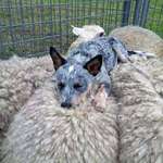 image for Australian Blue Heeler sleeping on the flock they just herded