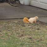 image for A blonde squirrel on my old mail route...