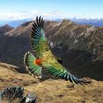 image for Went to New Zealand, climbed a mountain, met a bird-friend, snapped the photo of a lifetime.