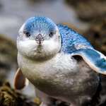 image for Blue Penguins are the smallest type of penguin. Adults reach only 12-13in tall. Owing to their small size and bright color they are often called Fairy Penguins.