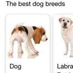image for Google likes dog. Best dog breed is dog