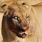 image for 🔥 Half blind lioness 🔥