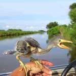 image for For anyone wondering what a baby blue heron looks like