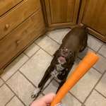 image for So...I recently discovered my dog likes carrots.
