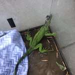 image for Green Lizard body is about 9 inches long found floating in our pool this morning